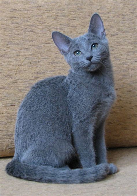 V Is For Russian Blue Cat Russian Blue Cat Breeds