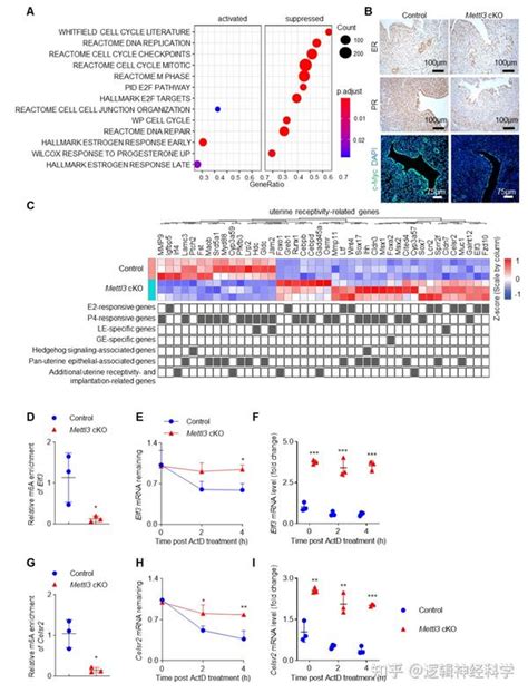 Cell Death Dis 暨南大学杨美香 尹芝南团队合作揭示mettl3依赖的m6a修饰调控子宫容受性和胚胎植入的新机制 知乎