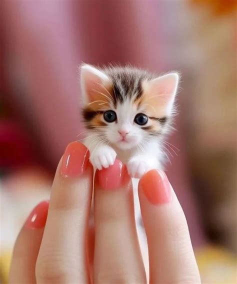 Pin By Yasna Moreno On Adorables Cute Cat Kittens Cutest Cute Cats