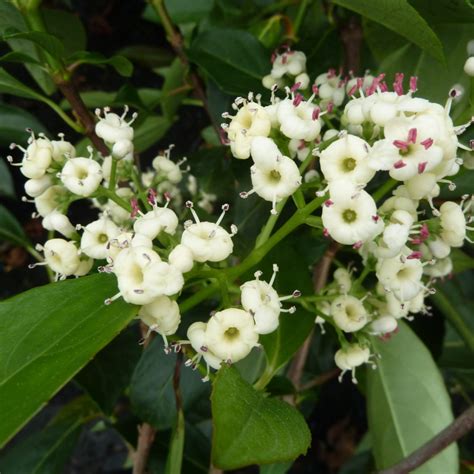 Viburnum Le Bois Marquis