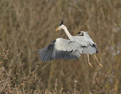 Grey Heron Washington Wetlands Neil Cairns Flickr