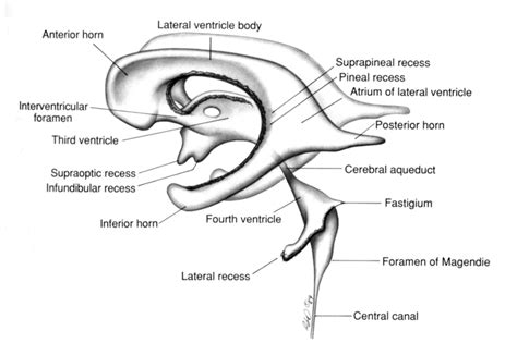 Ventricles Diagram | Quizlet