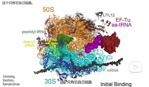 Mit 分子生物学 Part3 24 Ef Tu And Accommodation 哔哩哔哩