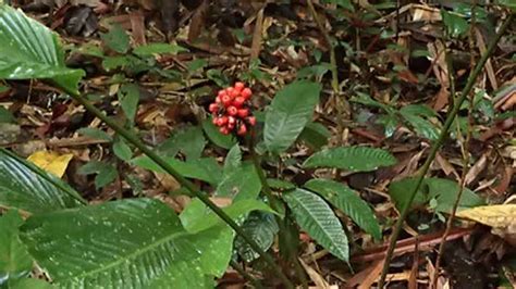 Daun Lerek Nama Saintifik Pokok Simpoh Air Segalanya Tentang Tumbuhan