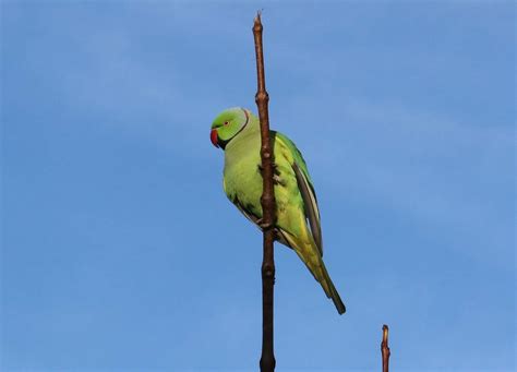Solve Happy Ringneck Parakeet In Our Garden Jigsaw Puzzle Online With