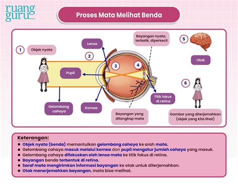 Cara Kerja Mata Dan Gangguan Penglihatan Ipa Terpadu Kelas