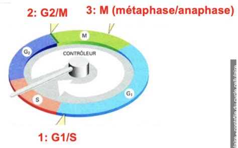 2 Le Cycle Cellulaire Flashcards Quizlet