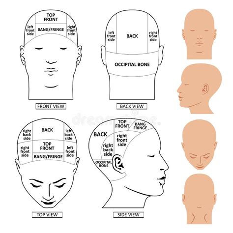 Man Head Divisions Scheme Stock Vector Illustration Of Hairstyle
