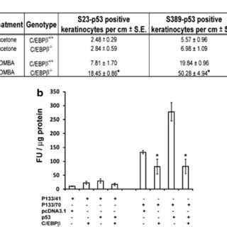 C Ebp Ablation Is Associated With Increased Post Translational