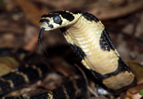 King Cobra Ophiophagus Hannah Hong Kong Cowyeow Flickr