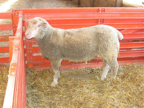 On Farm Biosecurity OSU Sheep Team