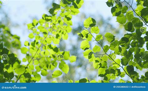 Blur Green Tree Leaves With Bokeh Background Green Leaves Lit By The