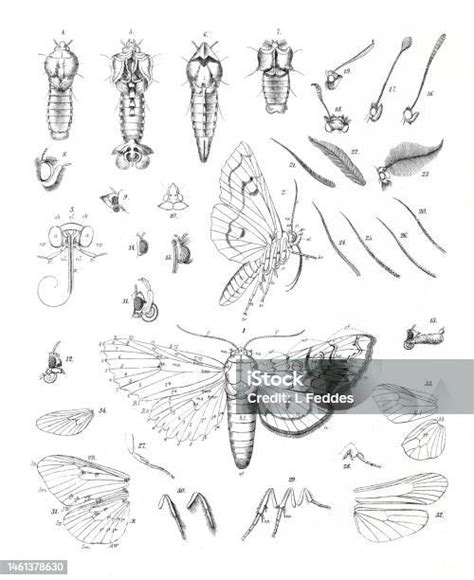 Butterfly And Moth Anatomy Anatomy Butterflies Botanical Poster