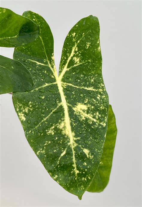 Alocasia Macrorrhiza New Guinea Gold Plantae Orchids And Rare Plants