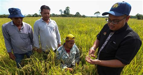 KADA Rugi Lebih RM2 7j Hasil Padi Merosot Akibat Kemarau Berita Harian