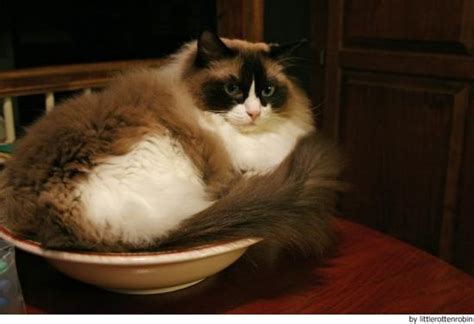 Gato Ragdoll Wiki Gatopedia Fandom