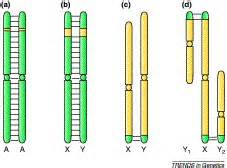 Gender In Plants Sex Chromosomes Are Emerging From The Fog Trends In