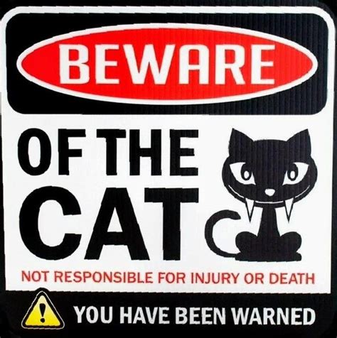 Pin By Shannon Shreeve On A Cats Black In You Have Been Warned