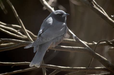 The White Browed Woodswallow Is Perched In A Bush Stock Image Image