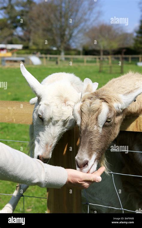 Goats at a petting zoo Stock Photo - Alamy