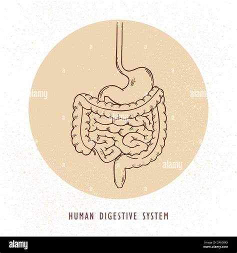 Vector Human Hand Drawn Digestive System Illustration Stock Vector Image And Art Alamy