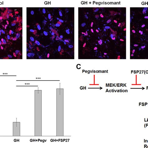 Fat Specific Protein Fsp27 Overexpression Retains Peroxisome