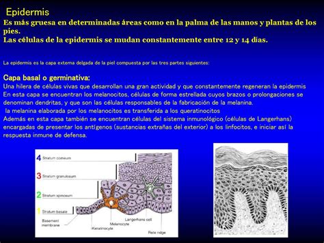 Tema Radiaci N Ultravioleta Y Piel Humana Ppt Descargar