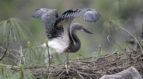 Bhutan: Bird Watching Tour - Little Bhutan