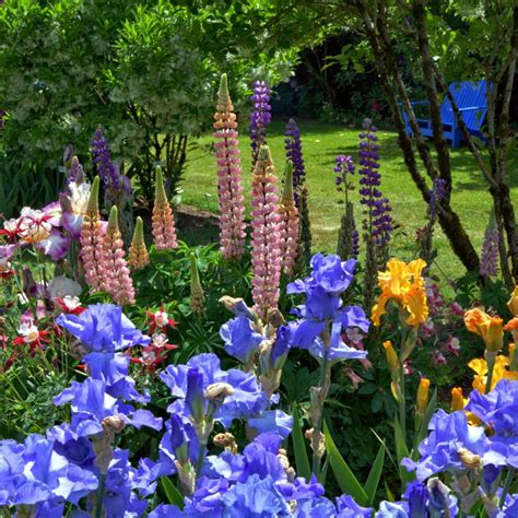 Perfect Companion Plants For Iris