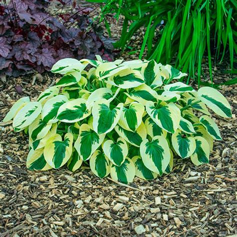 Hosta Brim Cup Spring Planting K Van Bourgondien