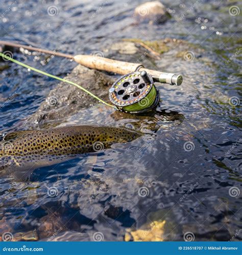 Beautiful Brook Trout Caught During Fly Fishing Stock Image Image Of