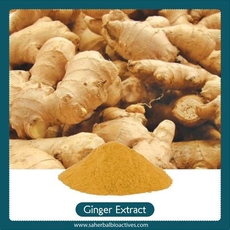 Zingiber Officinale Extract Sa Herbal Bioactives