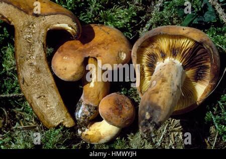 Examples Of Whole And Sectioned Weeping Milk Cap Or Voluminous Latex