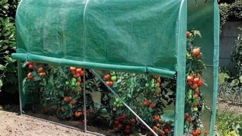 Tomatentunnel De Bescherming Bij Het Kweken Van Tomaten