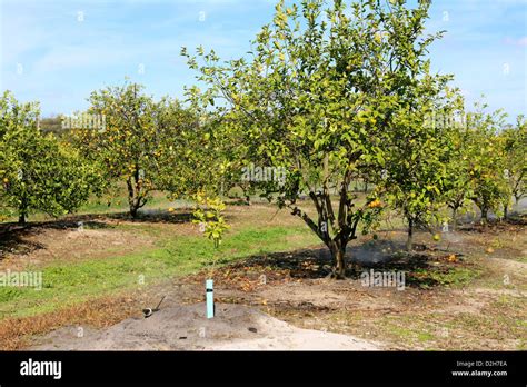 Citrus Grove Hi Res Stock Photography And Images Alamy