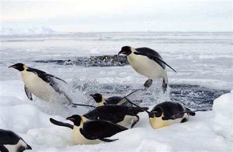 Penguinology: Study tackles emperor penguin diving physiology ...