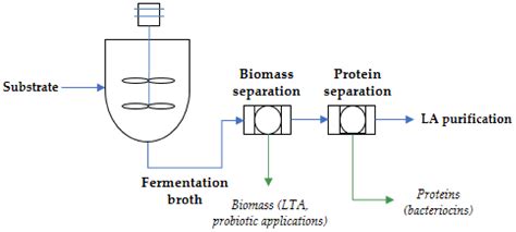 The Process Of Lactic Acid Fermentation