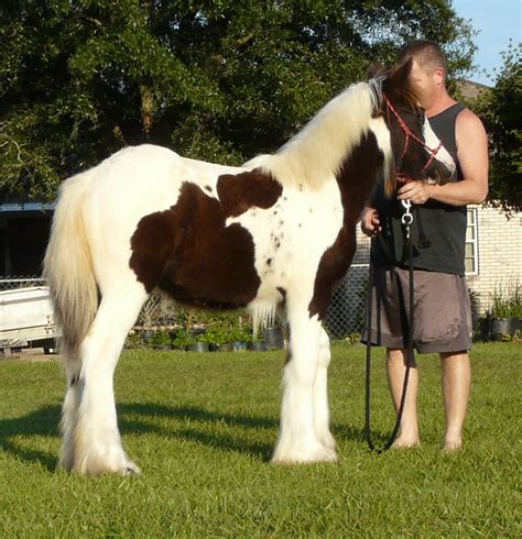 Gypsy Vanner Filly For Sale Caravanners The Sadler Mare Gypsy