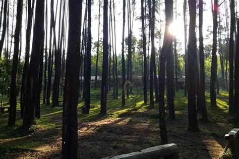 Main Ke Hutan Pinus Nongko Ijo Yuk Wisata Alam Di Madiun Yang Sedang