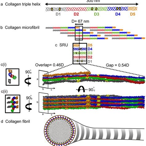 Type I Collagen Structural Hierarchy A Collagen Monomer The Type I Download Scientific