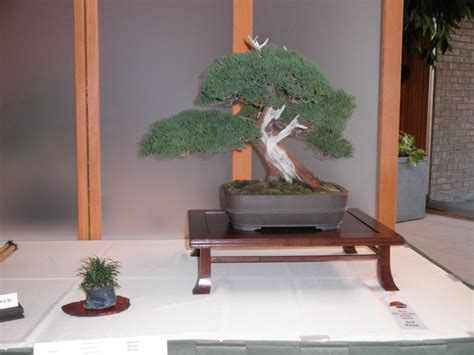 Mid America Bonsai Show The Chicago Botanical Gardens