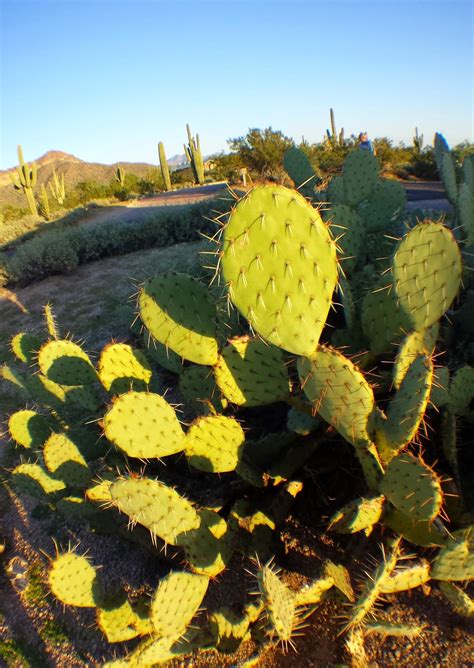 Traveling With The Tumbleweed And Toad There Is No I In Cactus Or