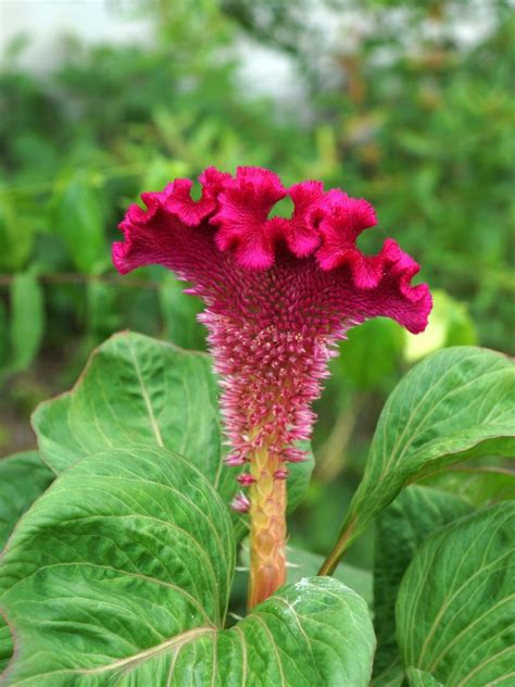 Planta Cresta De Gallo Consejos Y Trucos Para Un Cuidado Ptimo