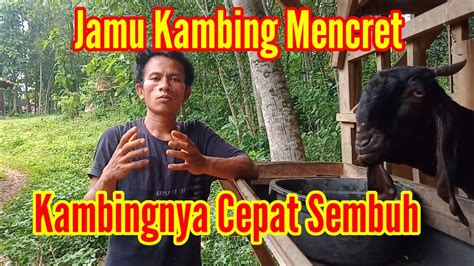 Cara Mengobati Kambing Mencret Dengan Cepat Sembuh Youtube