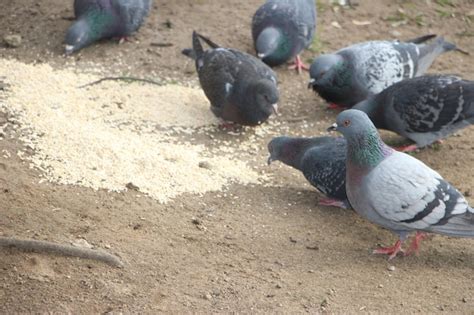 Premium Photo A Pigeon Is Looking For Something To Eat