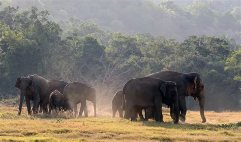 Lunugamvehera National Park Sri Lanka Activities Red Dot Tours