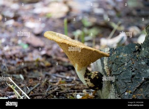 Primer Plano De Cerioporus Polyporus Squamosus Es Un Hongo De Soporte