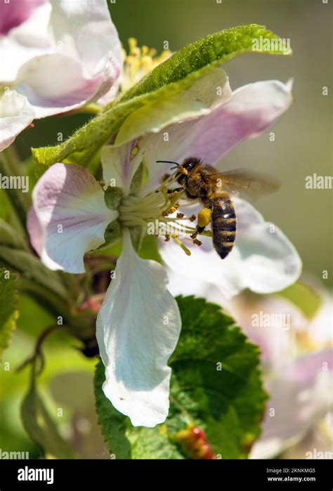 Bee Or Honeybee In Latin Apis Mellifera European Or Western Honey Bee