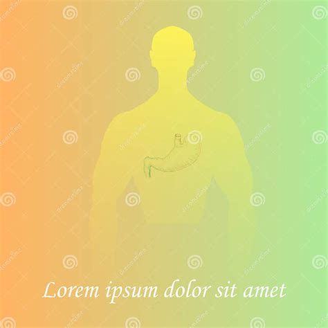 Human Stomach In Man Silhouette Stock Vector Illustration Of Health