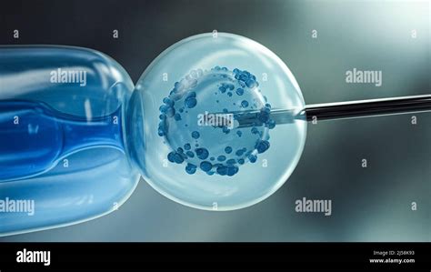 Óvulo con aguja para inseminación artificial o fertilización in vitro